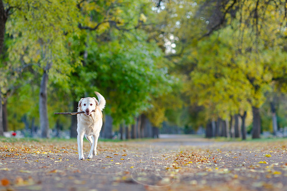 FallColorSubmission-6