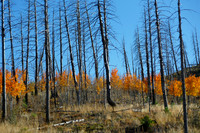 FallColorSubmission