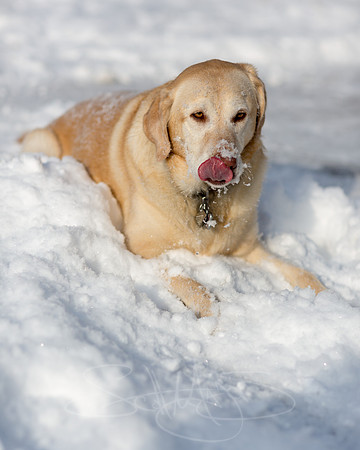 JANUARY fliks-5