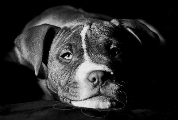 B&W-Pitbull-Portrait-2