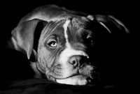 B&W-Pitbull-Portrait-2