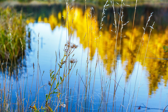 FallColorSubmission-2
