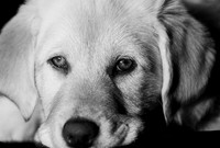 puppy-close-up