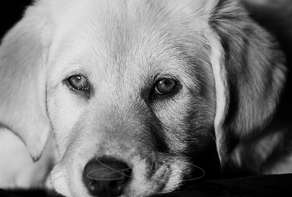 puppy-close-up