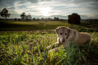 dog-sunset at golf coarse