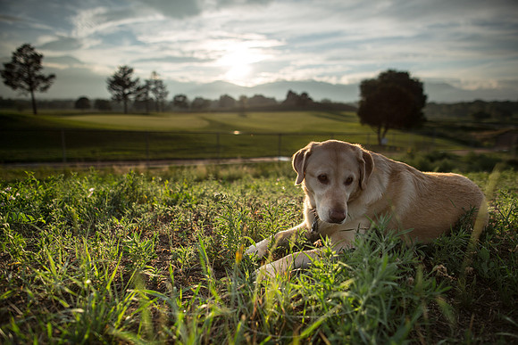 dog-sunset at golf coarse