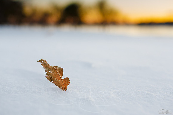 leafsnowblah3