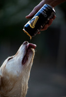 Dog-last drop of Guinness