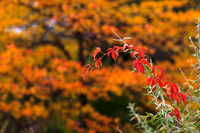 FallColorSubmission-2-3