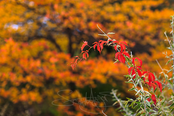 FallColorSubmission-2-3