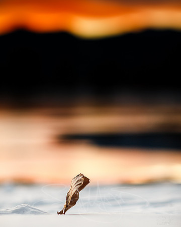 leafysnowsunset