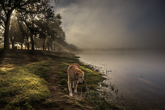 Foggy Morning With Dog