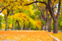 FallColorSubmission-3-4