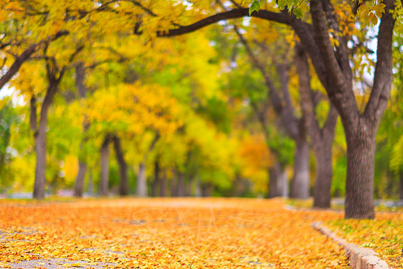 FallColorSubmission-3-4