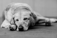 lazy-dog