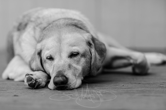 lazy-dog