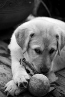 Puppy-chewing-baseball-2