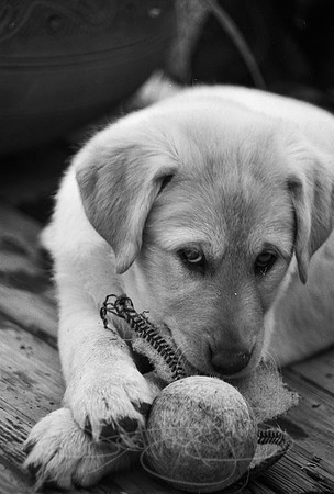 Puppy-chewing-baseball-2