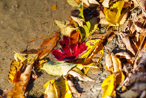 FallColorSubmission-3-2