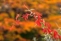 FallColorSubmission-3-3