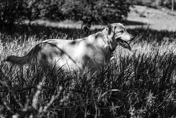 lab-grass-b&w dog picture-nature