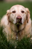 dog-sniffing-grass