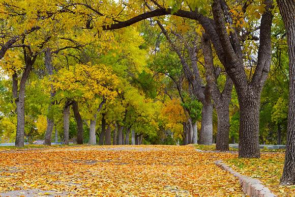 FallColorSubmission-2-4