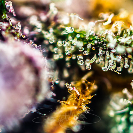 TrikesnPurp