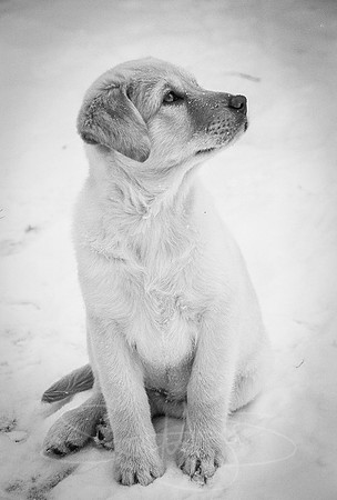 Lab-Puppy-B&W-1