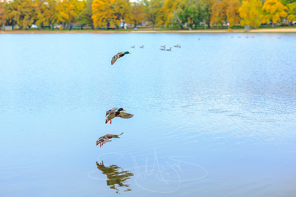 FallColorSubmission-3