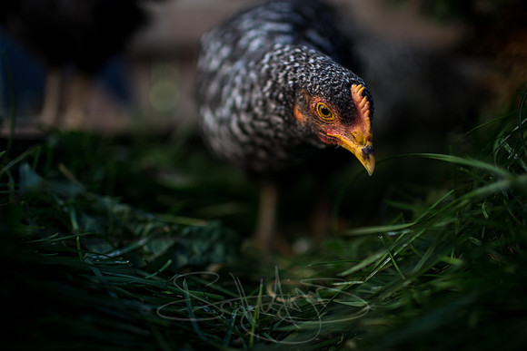 grass-chicken portrait-green