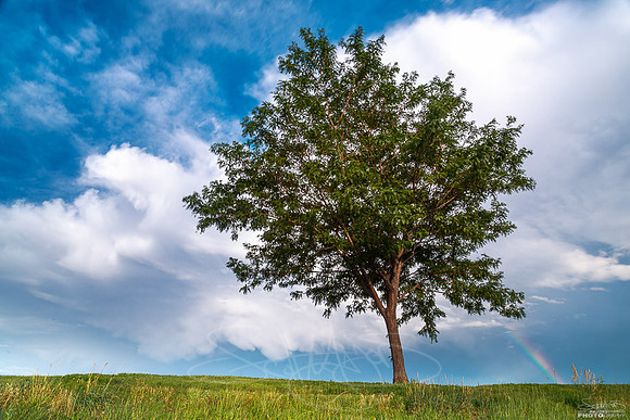 treeproof1