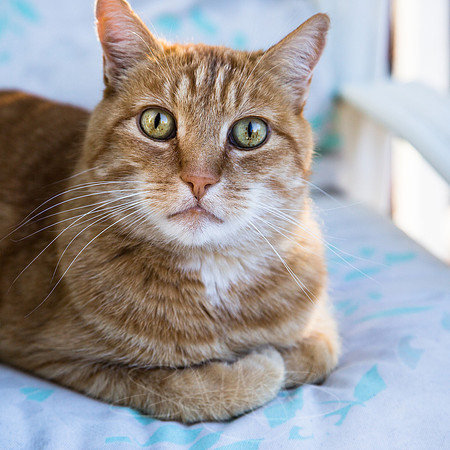 Orang cat-cat eyes-cat