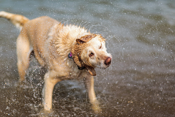 wet-dog-shaking-1