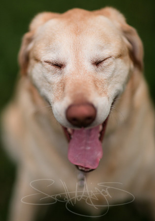 laughing-lab