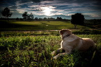 dog-golfcoaurse at sunset