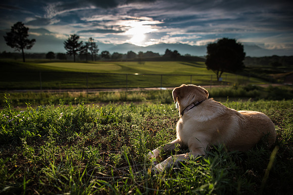 dog-golfcoaurse at sunset