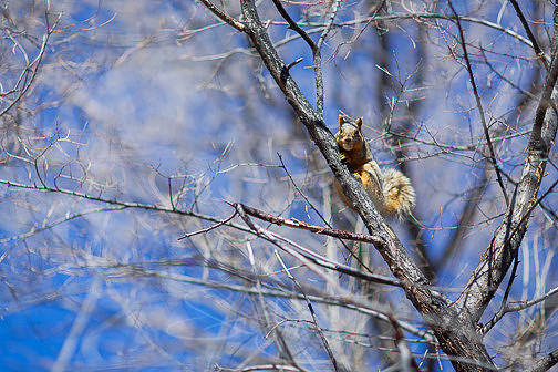 SquirrelnewYear