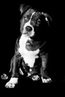 B&W-Pitbull-Portrait-1