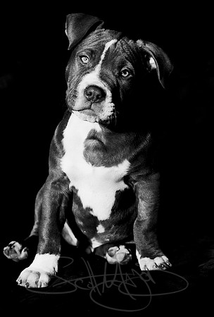 B&W-Pitbull-Portrait-1