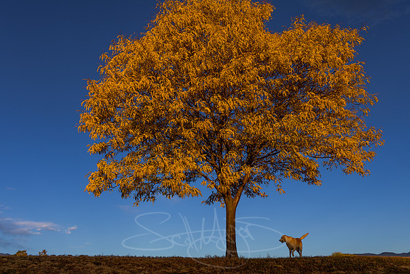 FallColorStock-2