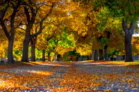 FallColorStock-3