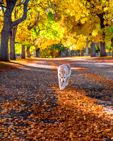 FallColorStock-5