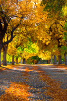 FallColorStock-4