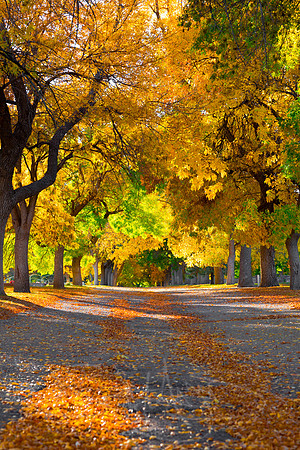 FallColorStock-4