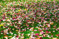 FallColorStock-6