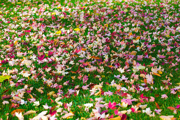 FallColorStock-6