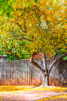 FallColorStock-7
