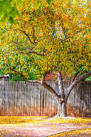 FallColorStock-7