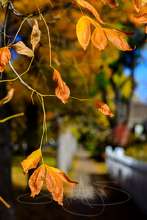 FallColorStock-9
